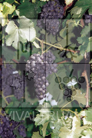 Foto di un grappolo d'uva di Merlot 519